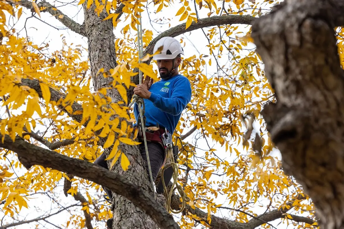 Skilled Storm Damage Cleanup crew working in Remington